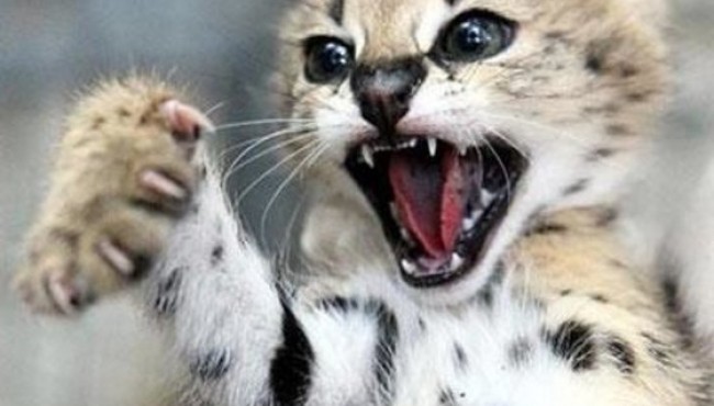 5 of Nature's Most Dangerous Baby Wild Cats