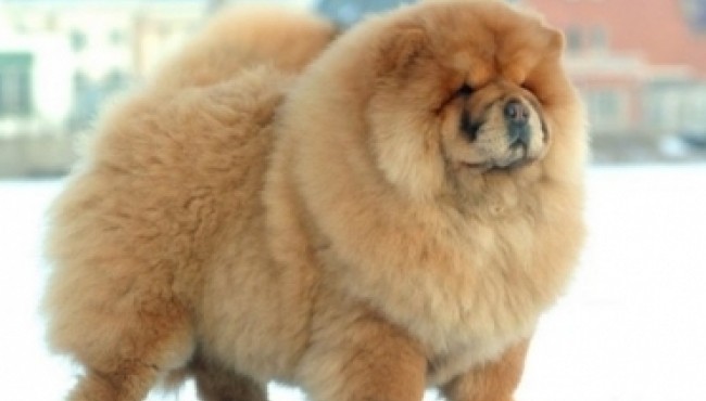 10 Dangerous Dog Breeds Most Likely to Turn on Their Owners