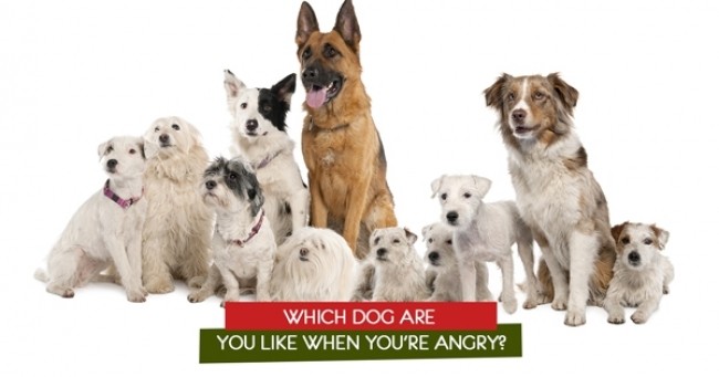 Which Dog are you like when you're angry?