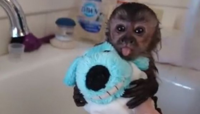 10 Baby Animals Bathing That Will Make You Say "Awww!"
